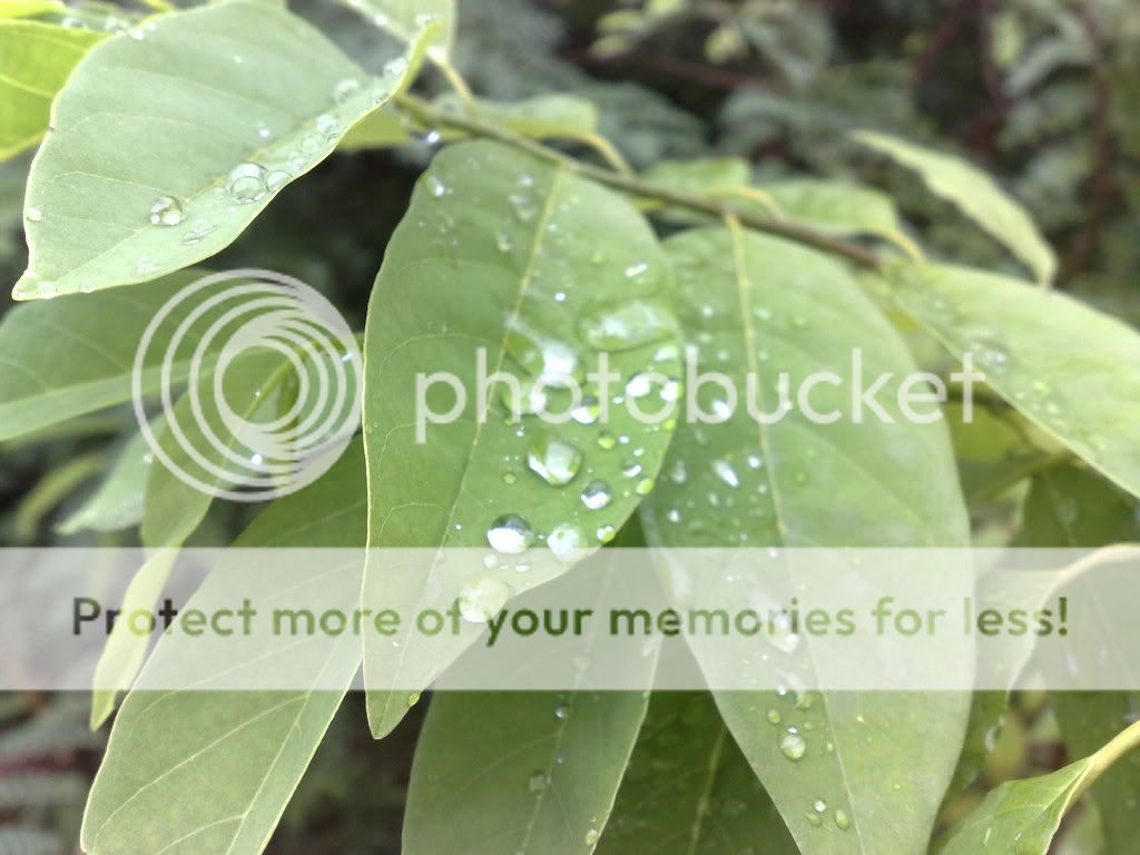 topic về những hình ảnh chụp bằng điện thoại di động - 1