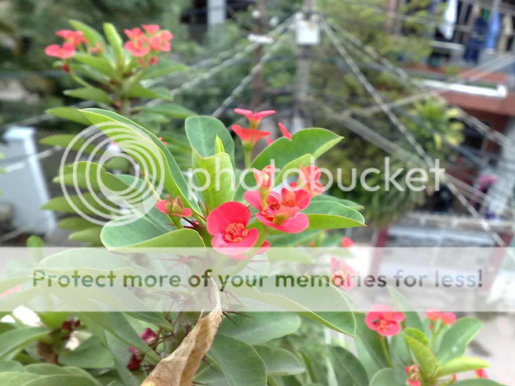 topic về những hình ảnh chụp bằng điện thoại di động - 2