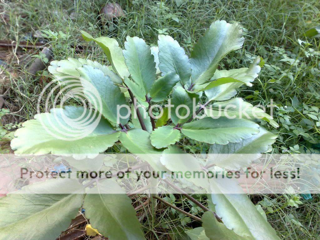 topic về những hình ảnh chụp bằng điện thoại di động - 1