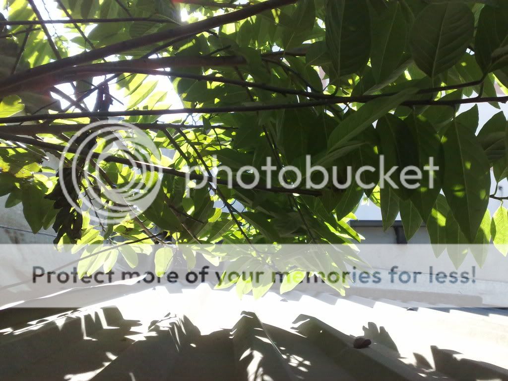 topic về những hình ảnh chụp bằng điện thoại di động