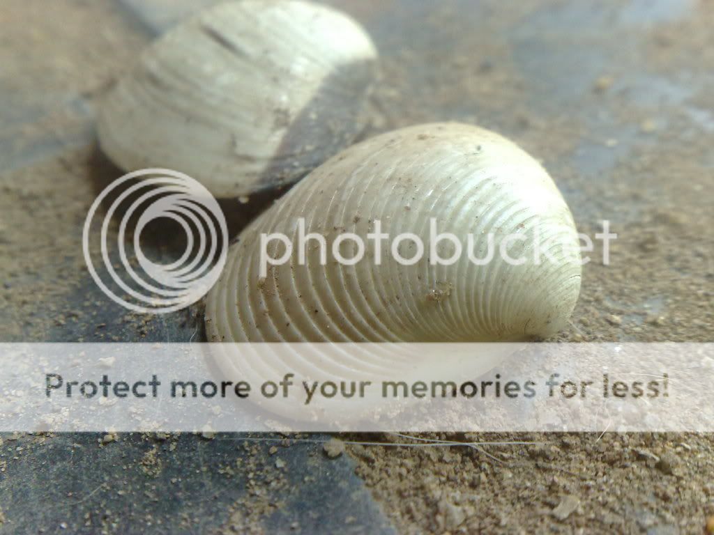 topic về những hình ảnh chụp bằng điện thoại di động - 2