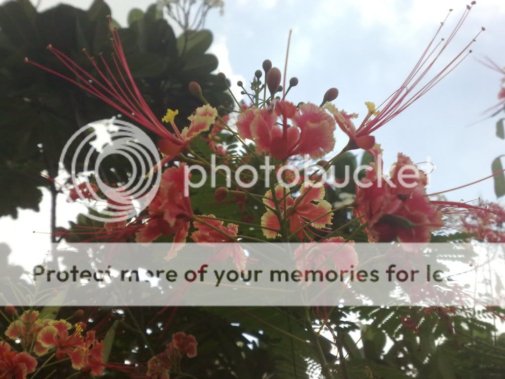 topic về những hình ảnh chụp bằng điện thoại di động - 2