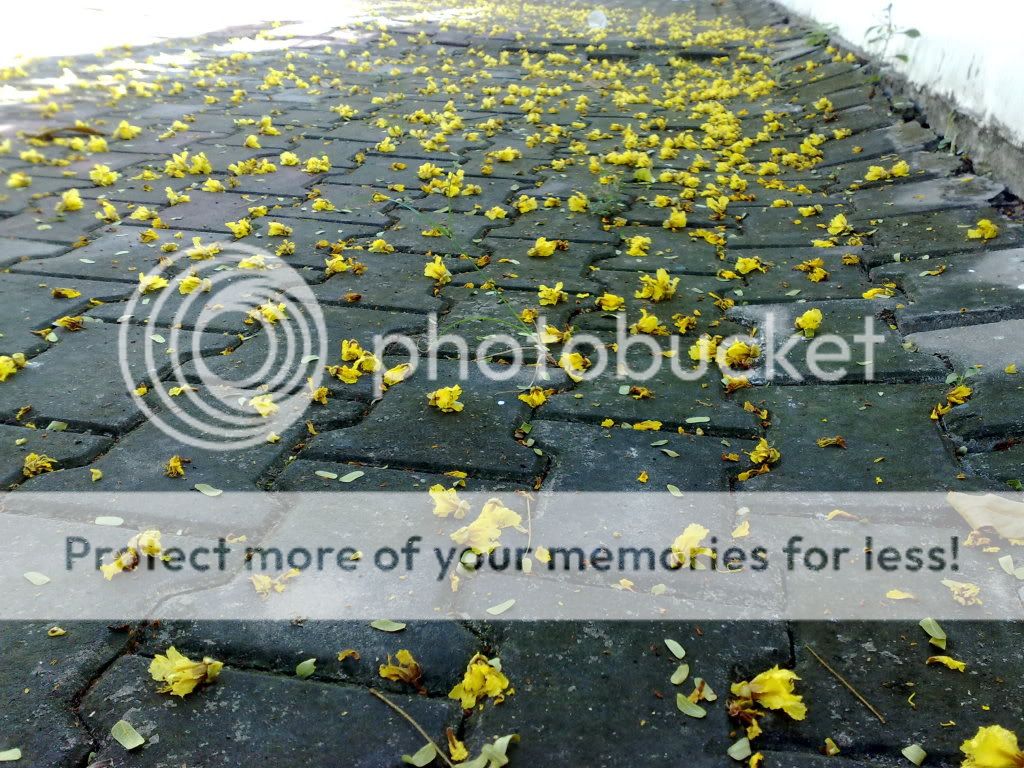 topic về những hình ảnh chụp bằng điện thoại di động - 1