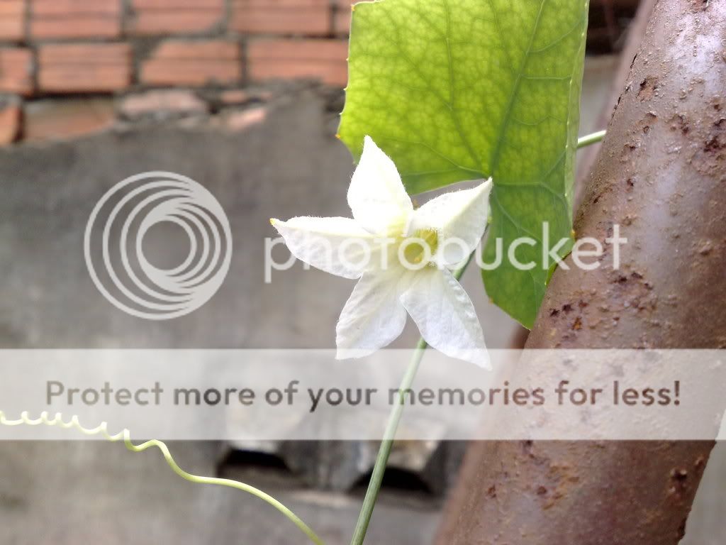 topic về những hình ảnh chụp bằng điện thoại di động