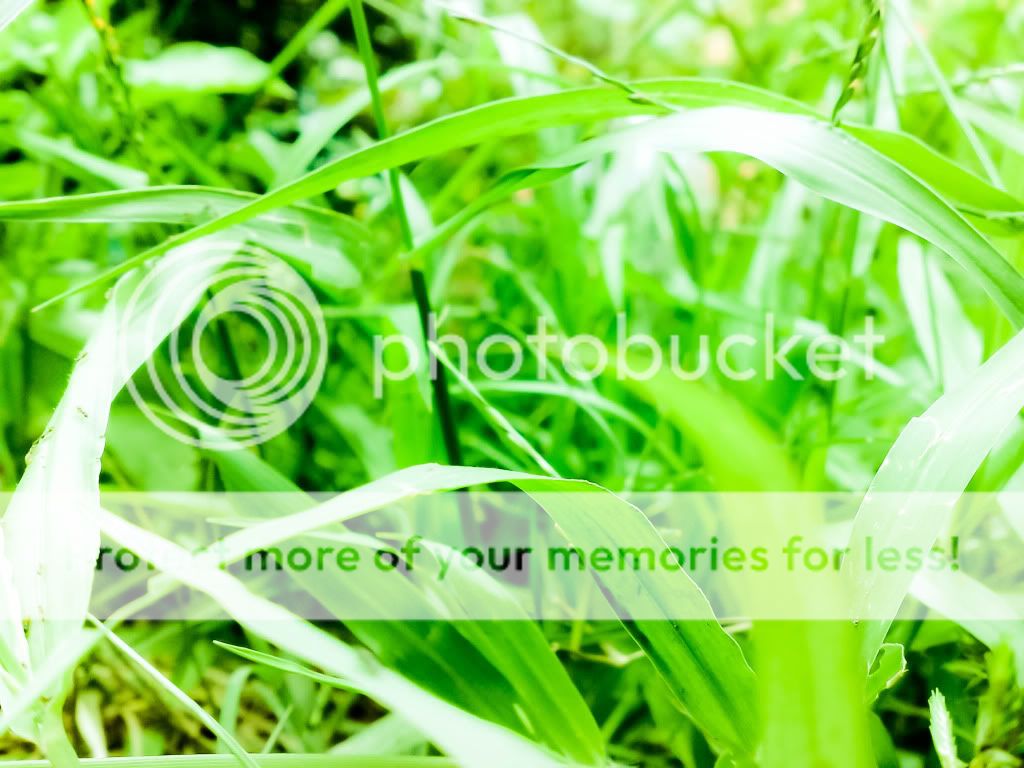 topic về những hình ảnh chụp bằng điện thoại di động - 1