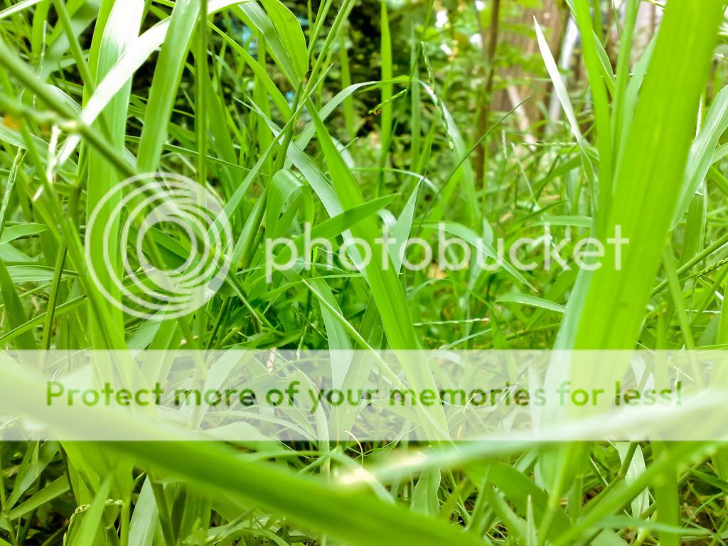 topic về những hình ảnh chụp bằng điện thoại di động - 2