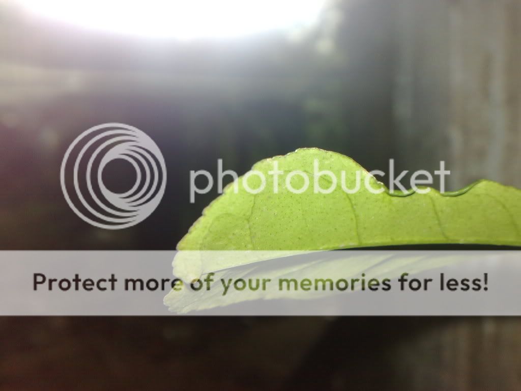 topic về những hình ảnh chụp bằng điện thoại di động