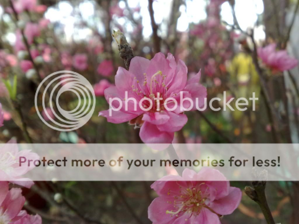 topic về những hình ảnh chụp bằng điện thoại di động