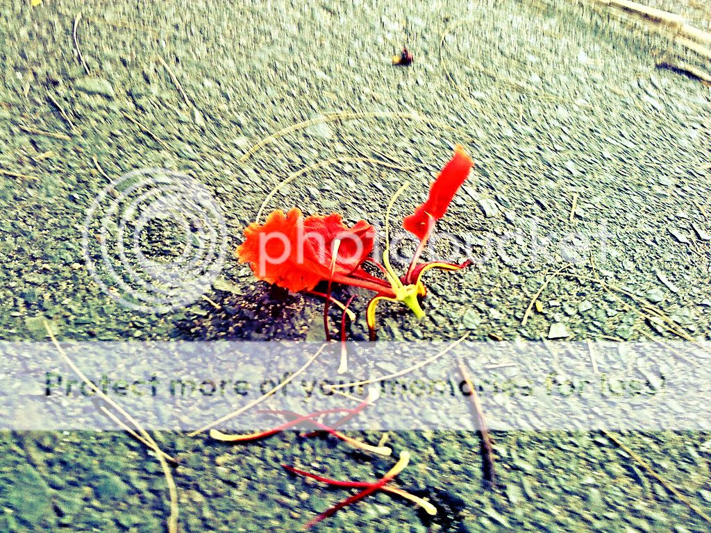 topic về những hình ảnh chụp bằng điện thoại di động - 1