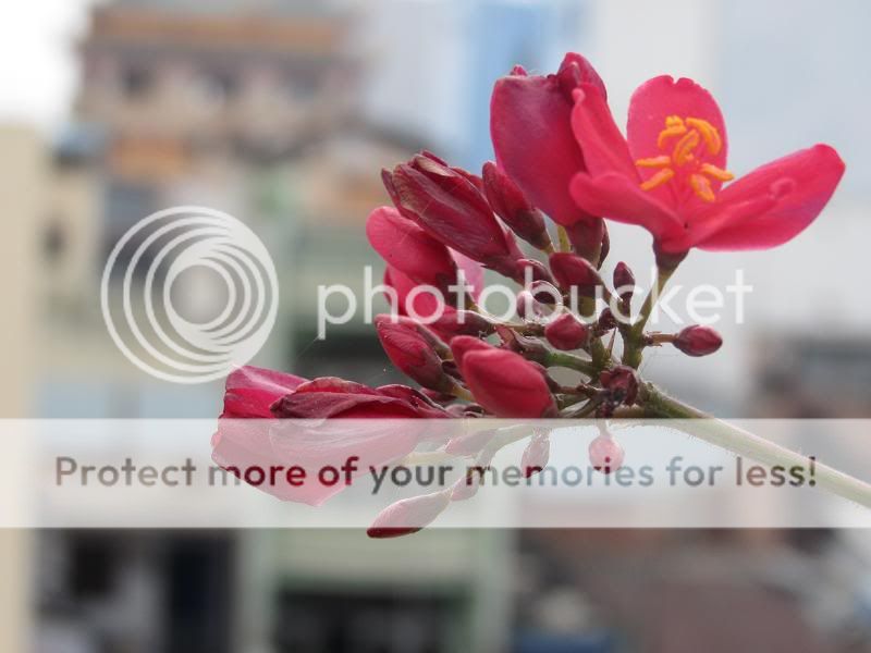 topic về những hình ảnh chụp bằng điện thoại di động - 1