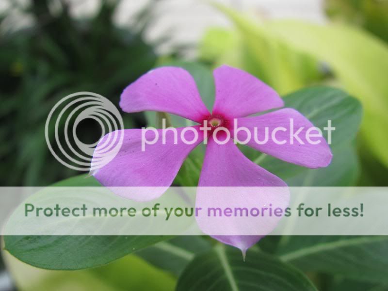 topic về những hình ảnh chụp bằng điện thoại di động - 2