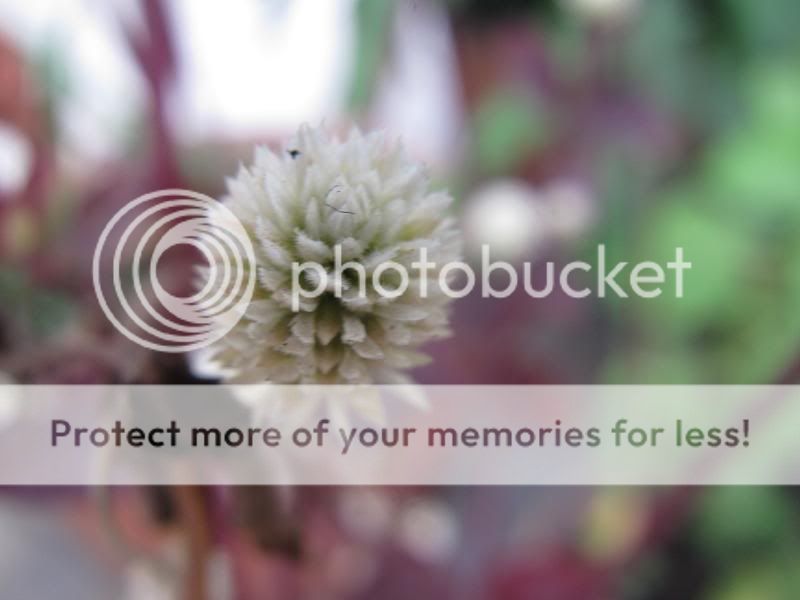 topic về những hình ảnh chụp bằng điện thoại di động - 5