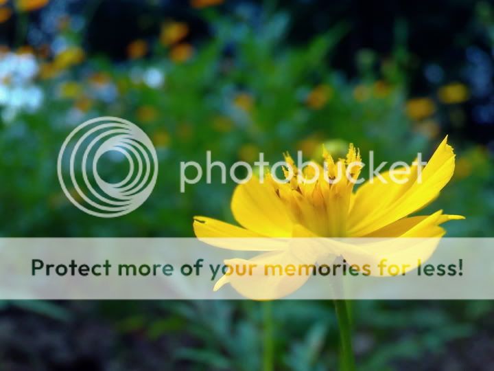 topic về những hình ảnh chụp bằng điện thoại di động