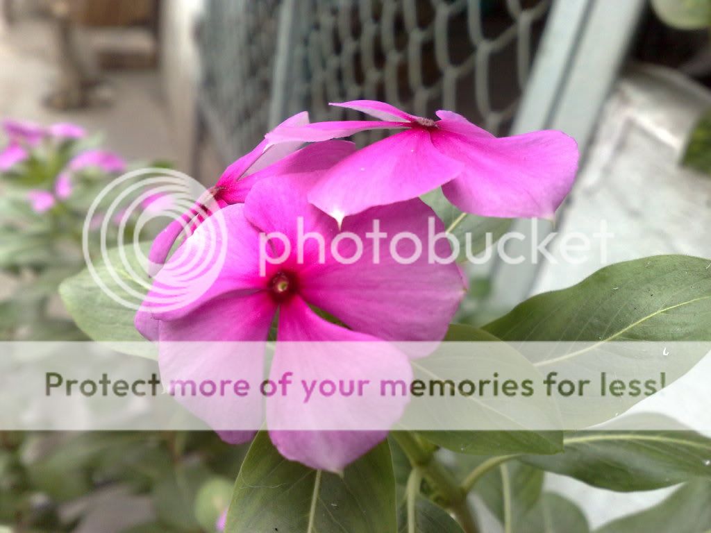 topic về những hình ảnh chụp bằng điện thoại di động